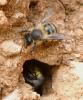 Andrena sp.